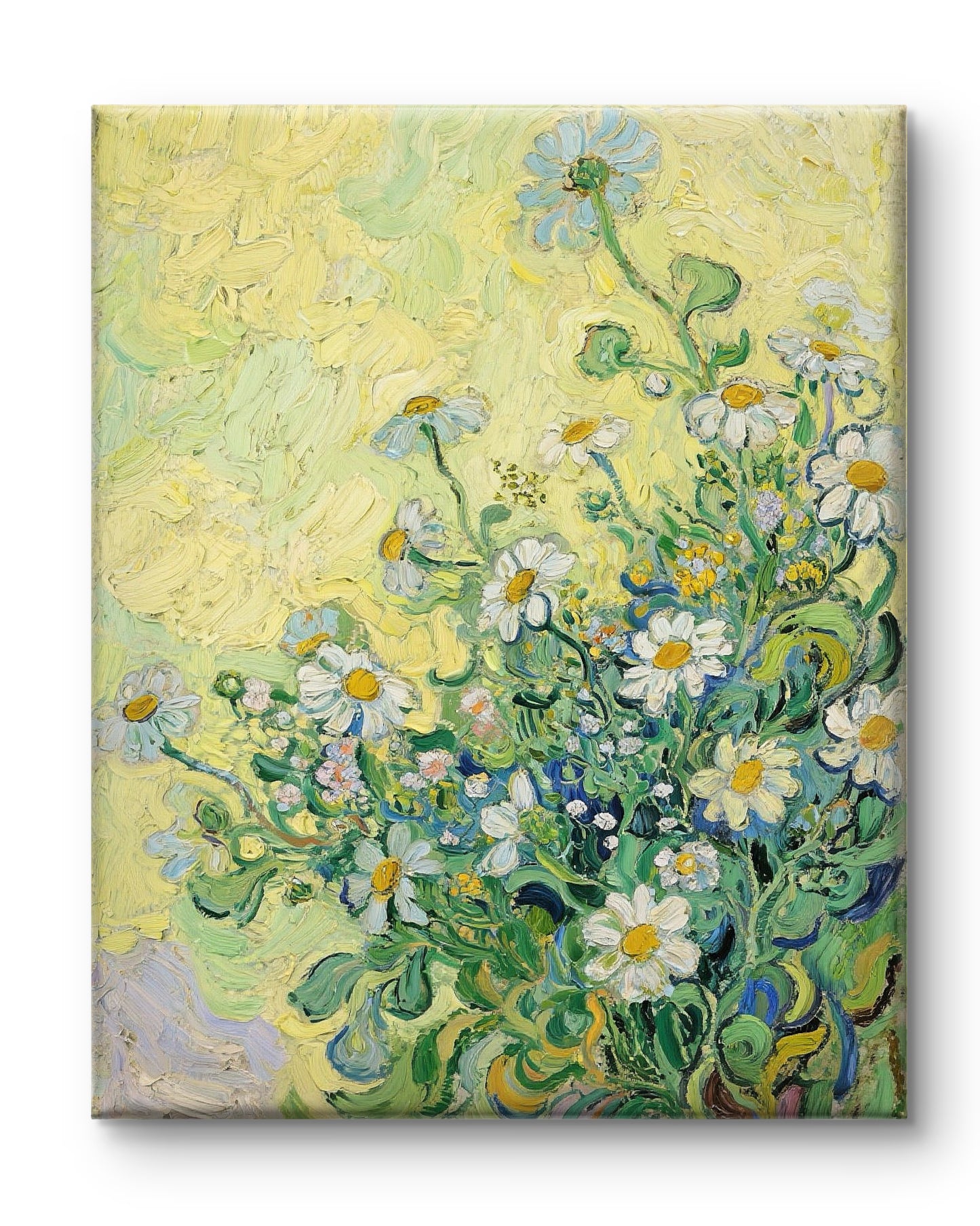 Sommerliche Margeriten